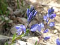 Polygalaceae - Polygala maior